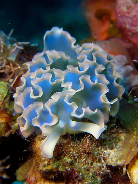 Elysia Crispata, Creature Marine, Fauna Marina, Sea Slugs, Sea Plants, Sea Anemone, Sea Slug, Beautiful Sea Creatures, Live Animals