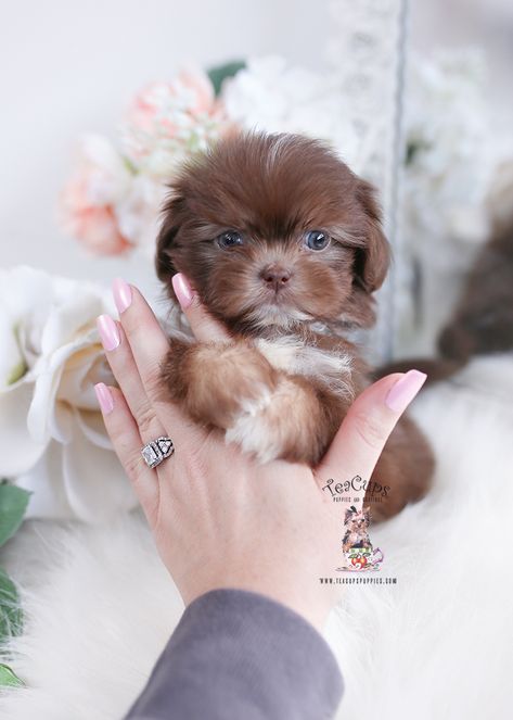 Teacup Maltese Breeders | Teacup Puppies & Boutique Tea Cup Maltese, Tea Cup Puppies, Maltese Puppies For Sale, Teacup Maltese, Maltese Puppies, Tea Cup Dogs, Cute Little Puppies, Maltese Puppy, Teacup Puppies