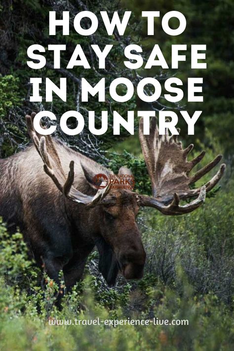 Learn how to stay safe when hiking in moose country in this blog post! Moose Pics, Alaska Moose, Moose Hunting, North American Animals, Hog Hunting, Game Hunting, Bull Moose, Big Game Hunting, American Animals