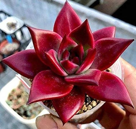 Red Succulents, Succulent Seeds, Amaryllis Bulbs, Succulent Garden Diy, Types Of Succulents, Colorful Succulents, Aloe Vera Plant, Succulent Gardening, Cactus Y Suculentas