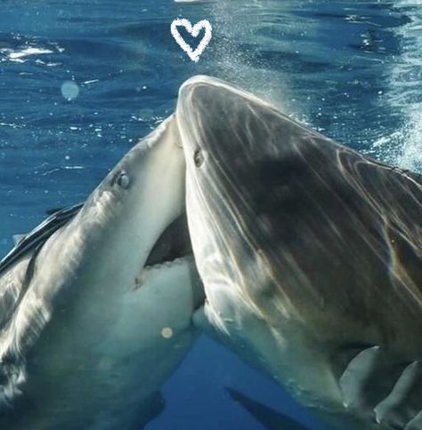 Shark Photos, Shark Pictures, If I Was A, The Deep Blue Sea, Beautiful Sea Creatures, Cute Shark, Kiss My, In The Deep, Deep Blue Sea