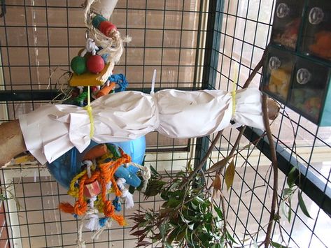 Tips For Keeping Your Bird Busy And How To Make Parrot Toys Last Parrot Enrichment, Diy Parrot, Diy Parrot Toys, Blue And Gold Macaw, Diy Bird Toys, Fat Bird, Parrot Perch, Diy Birds, Parrot Toys