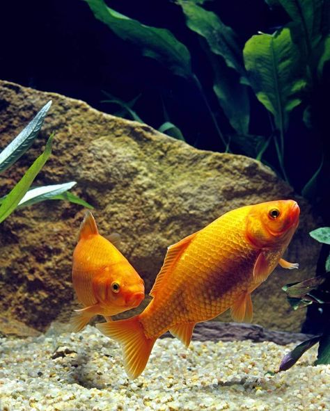 Types Of Goldfish, Goldfish Care, Common Goldfish, Comet Goldfish, Goldfish Types, Goldfish Tank, Mosquito Larvae, Pond Maintenance, Pond Fish