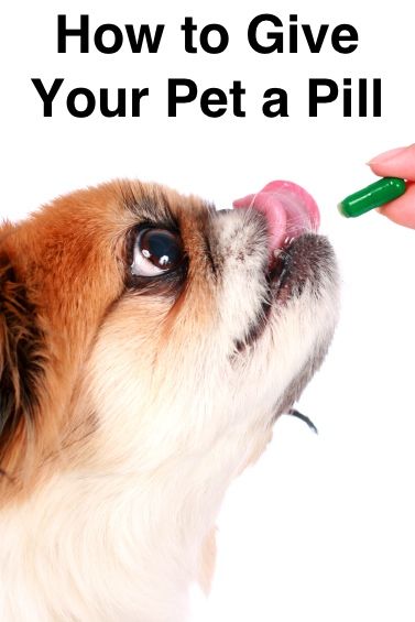 If you have a pet who hates taking medications, try these tips to make the process easier for you both. Dog Benadryl, Pet Supplements, Dog Nutrition, Dog Shedding, Dog Cookies, Animal Nutrition, Dog Supplements, Healthy Dogs, Dog Health