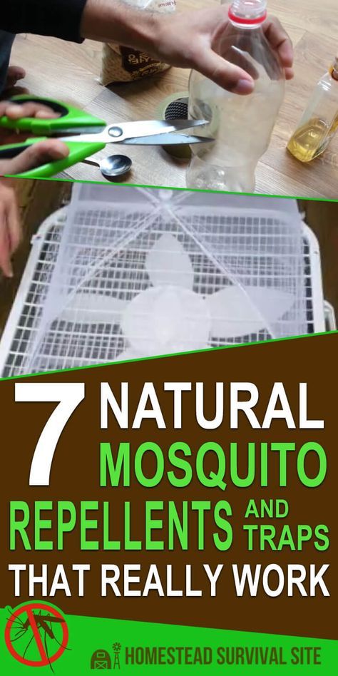 Mosquito Trap Diy, Mosquito Yard Spray, Plants That Repel Mosquitoes, Diy Bug Repellent, Mosquito Repellent Homemade, Mosquito Traps, Diy Mosquito Repellent, Homemade Bug Spray, Best Mosquito Repellent