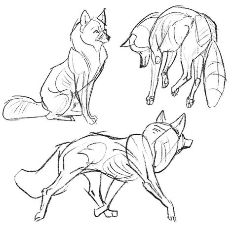 Animal Artist & Illustrator’s Instagram post: “More doodles #sketchbook #sketches #sketch #coyote #wolf #fox #study #studies #wolfart #animalart #animals” Fox Illustration Drawing, Fox Anatomy, Coyote Drawing, Coyote Animal, Fox Sketch, Movement Drawing, Back Drawing, Wolf Illustration, Sketchbook Sketches