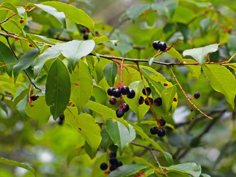 Out My Backdoor: Benefits of Black Cherry Trees | Department Of Natural Resources Division Black Cherry Blossom Wallpaper, Black Cherry Wallpaper, Eco Farming, Black Cherry Fruit, Black Cherry Blossom, Cherry Images, Black Cherry Tree, Cherry Wallpaper, Black Stone Cherry