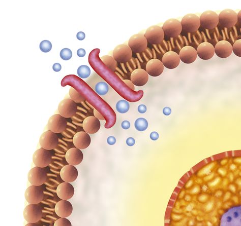 Passive Transport, Cell Phone Signal Booster, Plasma Membrane, Study Strategies, Cell Phone Signal, Cell Tower, Fatigue Syndrome, Cell Biology, Cell Membrane