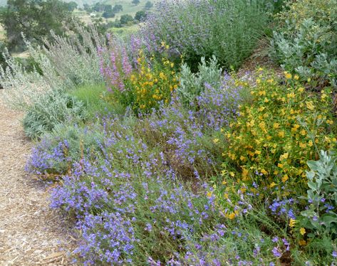 Designing your Garden with California Native Plants | Malibu, CA Patch Socal Garden, Landscape Remodel, School Outdoor Area, California Native Landscape, Garden California, California Landscaping, Native Plant Landscape, California Native Garden, California Backyard