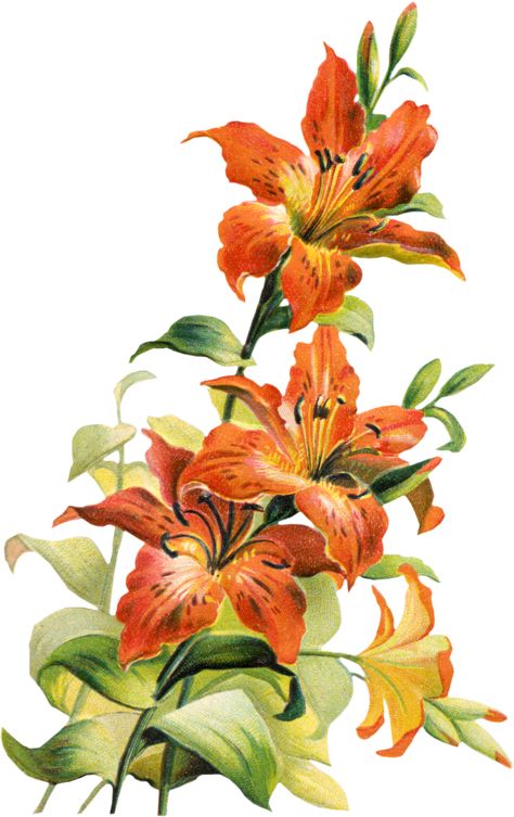 Orange Lily Flower, Tiger Lily Flowers, Tiger Lily Tattoos, Lilies Drawing, Vintage Tiger, Lily Painting, Easter Lily, Tiger Shroff, Illustration Botanique