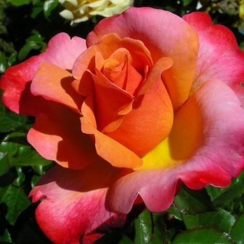 PRICES MAY VARY. The main color of the flower may have variations from light to dark shades depending upon the lot. This rose is named after colors Open to show off 4-5 inch flowers with 30+ petals Double blooms are high-centered and produced in shades of peach, coral and salmon Makes an excellent cut flower for arrangements Coral Rose Plant Live For Indoor Outdoor Planting, Rose Bush Live Plant Roses Shrub, Fragrant Rose Flowers Tree Plant Plant Patio, Floral Aesthetics, Rare Roses, Fragrant Roses, Coral Garden, Rose Flower Pictures, Rose Plant, Heirloom Roses, Coral Rose