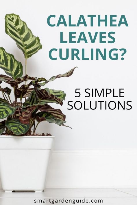 How to stop your calathea leaves curling. Calathea care can be tricky if you don't provide just the right conditions. Learn the 5 reasons why calathea leaves curl and how to fix it. Greenhouse Lights, Indoor Plants Ideas Decor, Hanging Plant Indoor, Prayer Plant Care, Tanaman Tomat, Peace Plant, Indoor Plant Ideas, Peacock Plant, Calathea Plant