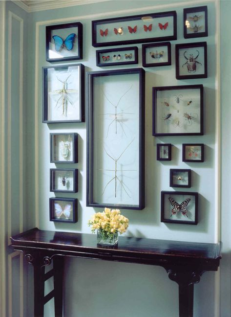 For a wall-mounted collection of butterfly and bug specimens in a house in Chicago, Tom Stringer created an installation within a rectangle created by architectural molding. Credit...Courtesy of Tom Stringer Design Partners Cabinet Of Curiosity, Insect Taxidermy, Cabinet Of Curiosities, Displaying Collections, My New Room, Taxidermy, تصميم داخلي, The Wall, Decor Inspiration