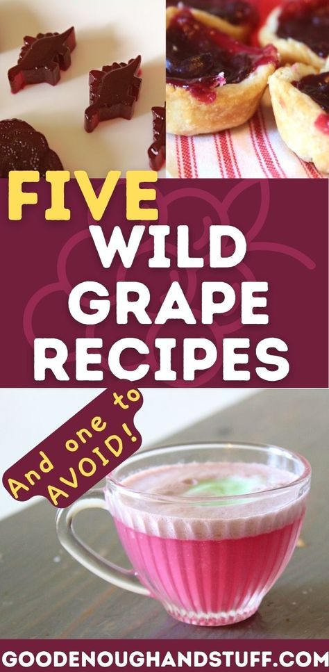 Five Delicious and Easy Recipes for Wild Mustang Grapes and One to Never Make - Good Enough And Stuff Wild Grapes Recipes, Things To Do With Grapes, Wild Grape Recipes, Muscadine Grapes Recipes, What To Make With Grapes, Red Grapes Recipes, Grape Recipes Ideas, Easy July 4th Desserts, Grapes Recipes