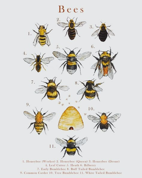 Bees A4 Illustration Print - Etsy Cottage Core Art, Bee Illustration, Fall Art Projects, Bee Keeping Supplies, Summer Illustration, Bee Tattoo, Shop Illustration, Bee Art, Cute Clipart