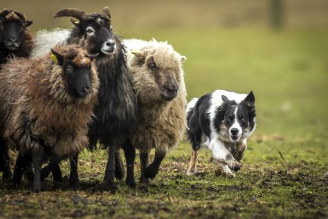 This shepherd who takes his job very seriously!!! Just 17 Award-Winning Pictures Of Very Good Dogs Sheep Dogs, Assistance Dog, Dog Photograph, Herding Dogs, Love My Dog, Pretty Dogs, Collie Dog, Sporting Dogs, Dog Photography