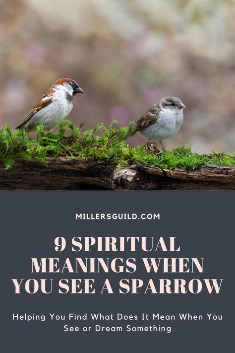 9 Spiritual Meanings When You See a Sparrow Birds Spiritual Meaning, Robin Meaning, Sparrow Symbolism, Animals Symbolism, Bird Meaning, Baby Sparrow, Female Robin, Feather Tattoo Meaning, Book Of Matthew