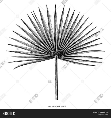 Fan Palm Leaf Hand Vector & Photo (Free Trial) | Bigstock Fan Palm Illustration, Palm Leaf Illustration, Palm Leaf Drawing, Palm Leaf Vector, Palm Sketch, Fan Palm Leaf, Palm Lines, Fan Palm, Leaf Illustration