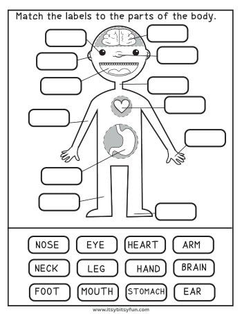 Human Body Worksheets - Itsy Bitsy Fun Homeschool Drawing Lessons, Health Worksheets For Grade 1, 1st Grade Health Worksheets, Human Body Worksheets Free Printable, Itsy Bitsy Books Free Printable, The Human Body Worksheets, 2nd Grade Worksheets Free Printables Science, Free School Worksheets, 123 Homeschool 4 Me Free Printable Preschool Worksheets