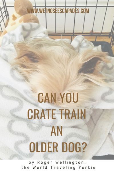 How To Crate Train A Dog, How To Train An Older Dog, How To Crate Train An Older Dog, Crate Training Older Dog, Crate Training Schedule, Crate Training Dog, Senior Dogs Care, Crate Train, Train Dogs