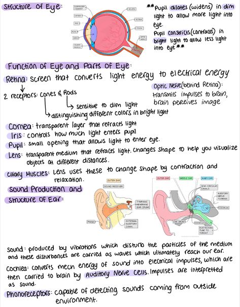 Biology Notes | Grade 9 IB | Functions and Parts of Human Eye | How Sound Production Works | Structure of Human Ear Eye Biology Notes, Anatomy Of Eye Notes, Structure Of Eye Notes, Ear Structure Anatomy, Eye Anatomy Notes, Eye Structure Anatomy, Structure Of Ear, Human Eye Notes, Eye Biology