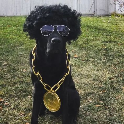 14 Cute Halloween Costumes For Labradors And Golden Retrievers - PetPress Dog Halloween Costumes For Black Dogs, Black And White Dog Costume, Halloween Costumes For Goldendoodles, Black Dog Costume Ideas, Black Dog Halloween Costumes, Black Dog Costume, Bff Costumes, Black Goldendoodle, Puppy Halloween Costumes