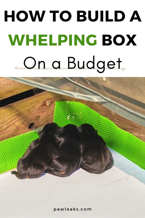 Preparing For Dog To Have Puppies, How To Build A Whelping Box For Dogs, Diy Dog Whelping Pen, Dog Birthing Box Puppies, Puppy Whelping Checklist, Whelping Pens For Dogs, Cat Whelping Box Ideas, Welping Box Ideas Puppies Small Dog, Welping Box Ideas Puppies Diy Cheap