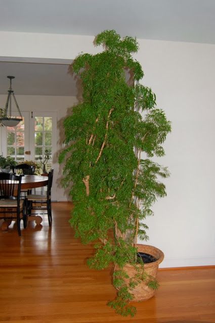 The Indoor Garden: My ming aralia Ming Aurelia Plant, Ming Aralia Bonsai, Ming Aralia Plant, Aralia Plant, Indoor Tree Plants, Ming Tree, Plant Vessels, Plant Styling, Houseplants Low Light