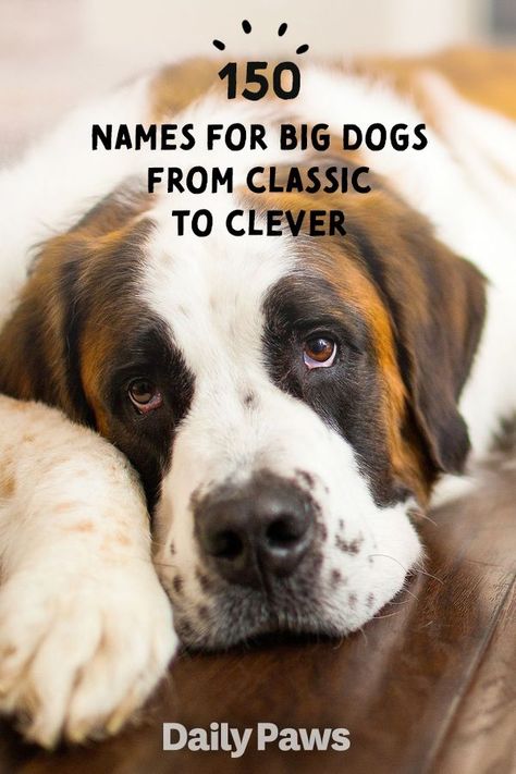 Best Dog Names Boys, Old Man Names For Dogs, Big Dog Names Male, Funny Dog Names Boy, Designer Dog Names, Farm Dog Names, Dog Name List, Unique Dog Names Boy, Cool Dog Names Boys