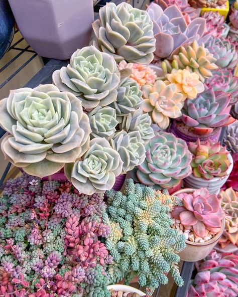 Suculent Plants, Succulents Wallpaper, Potted Succulents, Blooming Cactus, Plants Ideas, Succulent Garden Diy, Succulent Gardening, Small Succulents, Flowering Plants