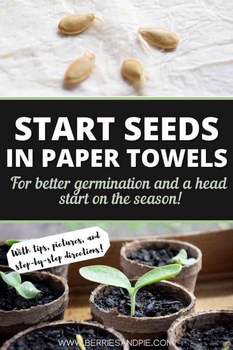 How To Germinate Seeds Paper Towels, Spring Seeds To Plant, How To Germinate Seeds, Seed Harvesting Vegetables, Watermelon Seeds Planting, Germinate Seeds Paper Towel, How To Germinate Seeds Indoors, Planting Berries, Planting Seeds Outdoors