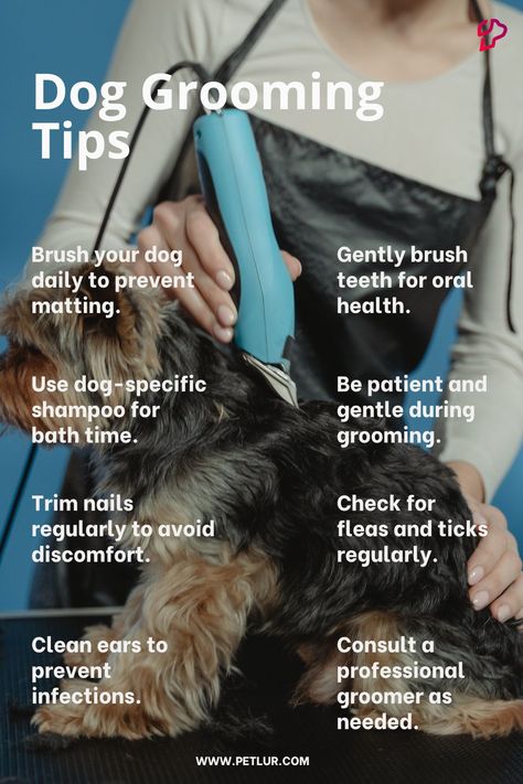 Dog Grooming Tips🐶 Groomer Humor, Extreme Plastic Surgery, Content Examples, Grooming Salons, Dog Grooming Diy, Farm Facts, Grooming Hacks, Grooming Ideas, Doggy Daycare