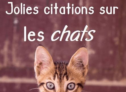 Jolie Citation, Chat Logo, Cat Lovers, ? Logo, Memes, Crochet, Animals