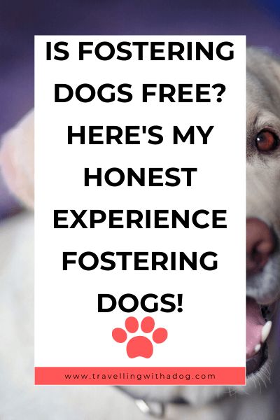 First Time Puppy Owner, Fostering Puppies, Fostering Animals, Fostering Dogs, Dog Foster, Animal Shelter Fundraiser, Great Dog Names, Boarding Kennels, Dog Boarding Kennels