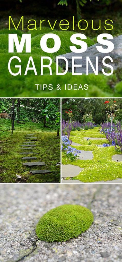 Marvelous Moss Gardens. This would be great in pathways of a vegetable garden! Grow Moss, Moss Gardens, Growing Moss, Jardim Diy, Moss Garden, Have Inspiration, Gardening Gloves, Organic Vegetables, Landscape Projects