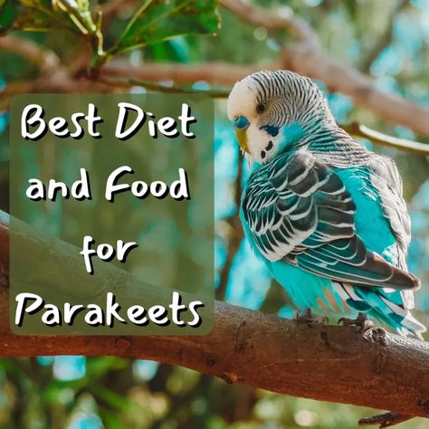 The Best Parakeet Diet and Foods: What to Feed a Budgie - PetHelpful Baby Parakeets, Budgie Food, Baby Budgies, Parakeet Care, Parakeet Food, Diy Bird Toys, Bird & Wildlife Houses, Budgies Bird, Budgie Parakeet