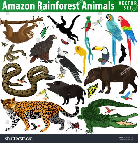 set of vector amazon rainforest jungle animals #Ad , #Affiliate, #amazon#vector#set#animals Amazon Rainforest Animals, Rainforest Project, Animals List, Rainforest Biome, Amazon Birds, Amazon Animals, Rainforest Theme, Baby Spiderman, Animal Cutouts