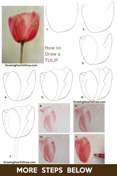 How To Draw Tulips Step By Step Easy, Tulip Flower Drawing Pencil, How To Paint Tulips Step By Step, Color Pencil Art Step By Step, Watercolour Tulips Easy, Step By Step Colored Pencil Drawing, Drawing Tulips Step By Step, Tulip Painting Acrylic Easy Step By Step, Tulip Drawing Watercolour