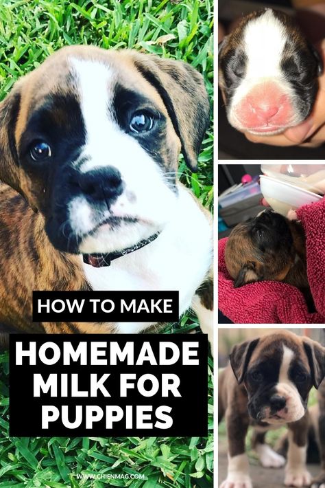 The ingredients you'll need for this homemade puppy milk recipe are: Puppy Formula Recipe, Puppy Milk Replacement Recipe, Milk Replacement, Puppy Formula, Homemade Milk, Puppy Development, Formula Recipes, Puppy Litter, Whelping Box