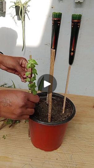 15 reactions · 6 comments | How to Make Jade Plant Bonsai Grill ||  How to Grow Jade Plants from Jade || Trellis Jade Plant. #fb #gardening #jade | By Fashion home gardening | Facebook How To Grow Jade Plant, Jade Plant Decor Ideas, Jade Plant Bonsai, Bonsai Making, Jade Bonsai, Jade Tree, Jade Plant, Home Gardening, Jade Plants