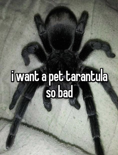 Trantuala Spider Cute, Pet Tranchulas, Trantuala Spider Pet, Tralanchula Spider, Tarantula Photography, Tarantula Aesthetic, Brazilian Black Tarantula, Cute Tarantula, Tarantula Pet