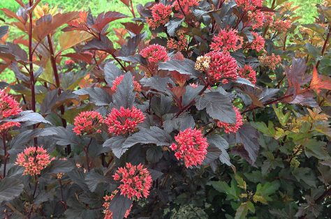 Ninebark Shrub, Ginger Wine, Physocarpus Opulifolius, Colorful Shrubs, Spring Foliage, Plant Catalogs, White Plants, Proven Winners, Garden Shrubs