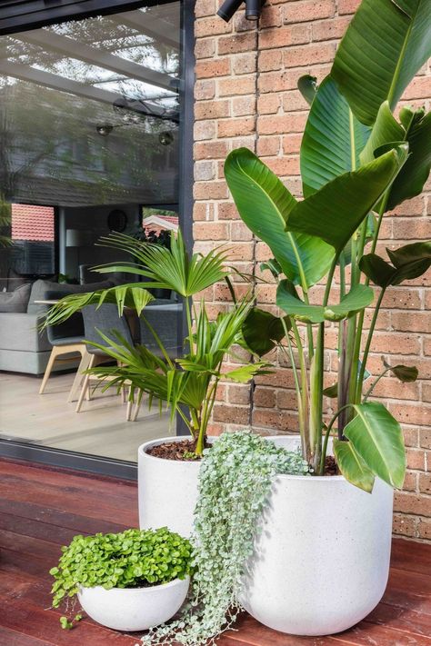 Full Sun Landscaping, Potted Plants Patio, Pool Plants, Tropical Garden Design, نباتات منزلية, Potted Plants Outdoor, Apartment Plants, Patio Plants, Decoration Plante