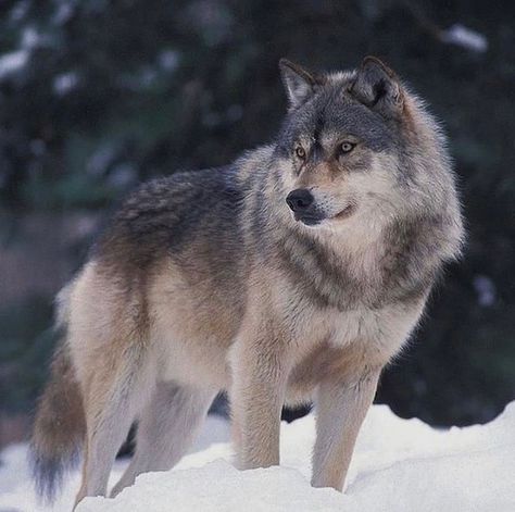 Timber Wolf Aesthetic, Lone Wolf Quotes, Wolf Clothing, Wolf Tattoo Sleeve, Wolf Images, Wolf Photography, Wild Animals Pictures, Wolf Photos, Timber Wolf