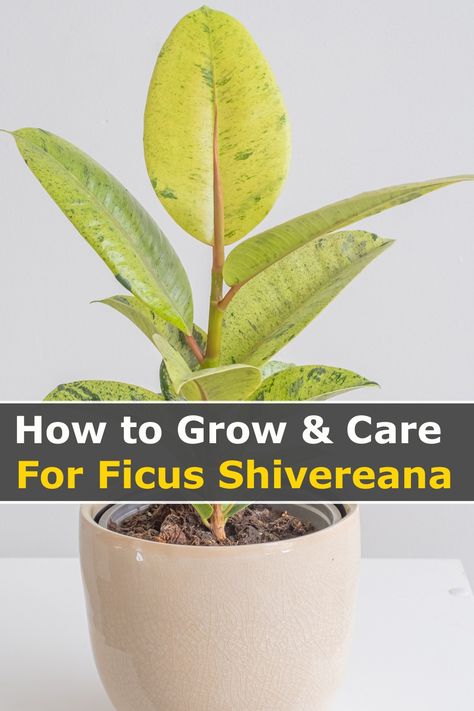 This Ficus shivereana is a beautiful, easy-care plant that's perfect for your home or office. Here's everything you need to know about how to grow and care for your ficus shivereana. From potting tips to watering instructions, we'll help you keep your plant looking its best. Ficus Indoor Plant, Ficus Shivereana Moonshine, Ficus Elastica Shivereana, Ficus Moonshine, Ficus Shivereana, Plant Mama, Ficus Elastica, Rubber Plant, Easy Care Plants