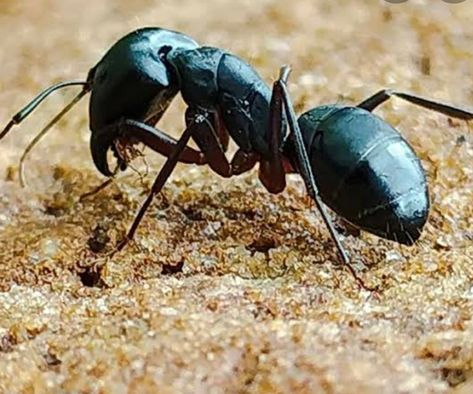 Big ants...makoda Creepy Insects, Big Ant, Ants, Insects, Quick Saves