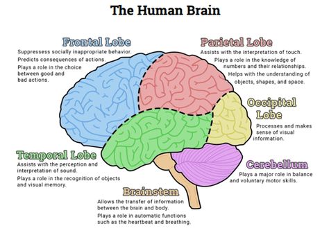 Air Pollution Linked To Brain Disorders & Diminished Cognitive Abilities (American Psychological Association) Regions Of The Brain, Brain Parts And Functions, Human Brain Diagram, Biological Psychology, Content Wall, Medical Diagrams, Brain Project, Brain Lobes, Human Brain Anatomy