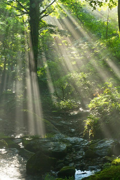 Soul of woods by Akio Furutani / 500px Misty Dawn, Sacred Water, Scenery Photos, Scenery Pictures, Forest Spirit, Beautiful Flowers Wallpapers, Spiritual Path, Pretty Places, The Sound