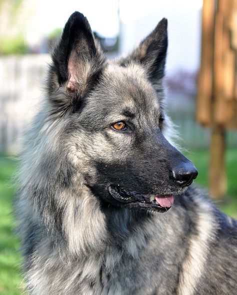 Shiloh Shepherd Dog - If I don't find the perfect rescue, this will be my dog :) Grey German Shepherd, Shiloh Shepherd Dog, Shiloh Shepherd, Sable German Shepherd, Alsatian Dog, Guard Dog Breeds, Rare Dogs, Dog German, Grey Dog