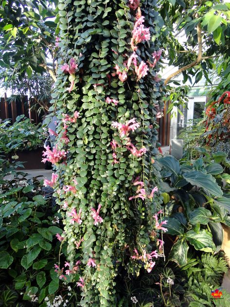 Indoor Vines, Montreal Botanical Garden, Lipstick Plant, Amazing Plants, Plant Texture, Outside Plants, Plant Goals, Living Fence, Garden Vines